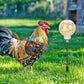 🔥HOT SALE 50% OFF🔥-Chicken Peck Toy, Chicken Swing Feeder, Chick Slow Feeder Toy (2 Pack)
