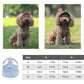 🐶Hot Sale 49% Off🔥Dog Hat